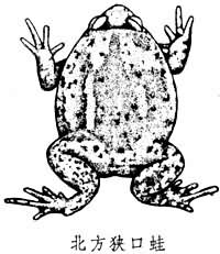 狹口蛙屬 狹口蛙屬