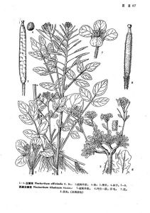 西藏豆瓣菜 西藏豆瓣菜