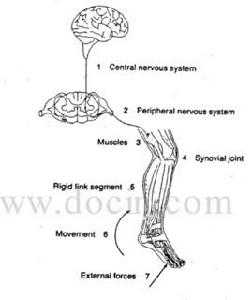 步態矯正 步態矯正