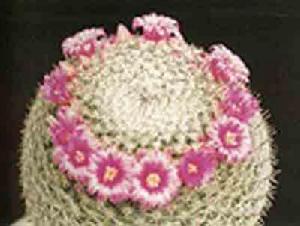 密疣大福球 密疣大福球