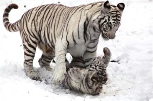 白化孟加拉虎