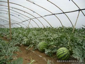 臨朐西瓜 臨朐西瓜