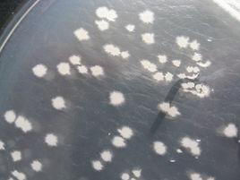 枯草芽孢桿菌B-91 枯草芽孢桿菌B-91