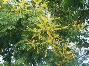 棱莢蝶豆 棱莢蝶豆