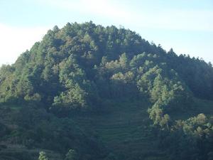 里脈自然村生態山林