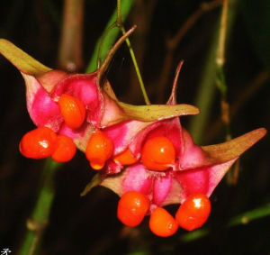 峨眉衛矛 峨眉衛矛