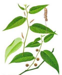 構皮麻[構皮麻]