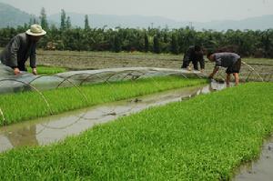 南豐村[金華市]