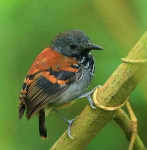 點斑蟻鳥 點斑蟻鳥