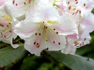 （圖）白色石南