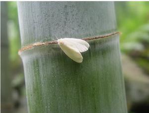 剛竹毒蛾 剛竹毒蛾