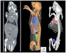 Micro-CT腫瘤研究