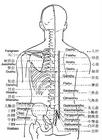 背部腧穴