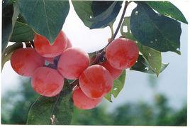 火晶柿子 火晶柿子