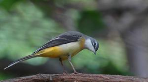 灰鶺鴒加納利亞種 灰鶺鴒加納利亞種