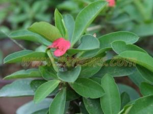 花葉海棠 花葉海棠