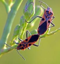 半翅目長頭蝽科 半翅目長頭蝽科