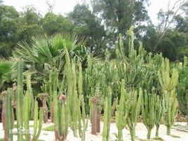 土壤鹽化 土壤鹽化