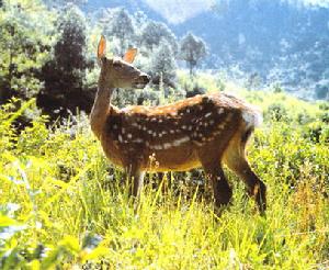 《國家重點保護野生動物名錄》