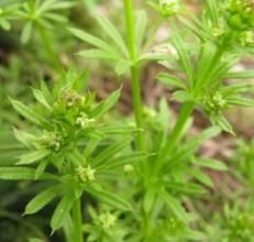 太魯閣豬殃殃 太魯閣豬殃殃