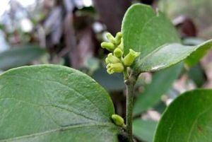 山柑藤屬 山柑藤屬