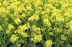 翔油1號 翔油1號