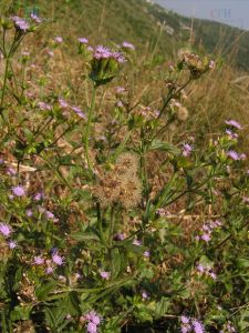 疏毛頭狀花耳草 疏毛頭狀花耳草