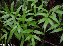 《隔山香（金雞爪）》攝影圖冊