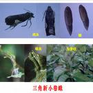 （圖）三角新小卷蛾