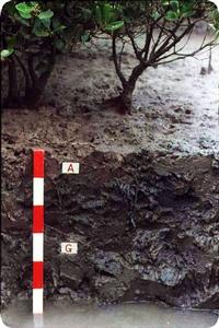 潛育化過程 潛育化過程