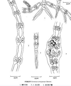 纖細仙菜 纖細仙菜