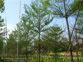 細葉欖仁 細葉欖仁