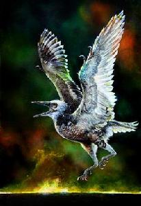 林氏星海鳥 林氏星海鳥