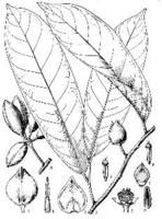 海南哥納香 海南哥納香