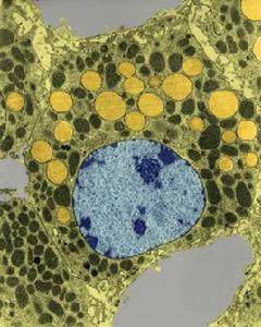 細胞激素 細胞激素