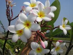 銹毛石斑木 銹毛石斑木