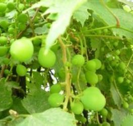 小果葡萄 小果葡萄