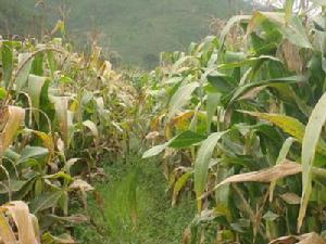 黃木村種植玉米
