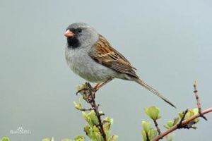 黑頦雀鵐 黑頦雀鵐