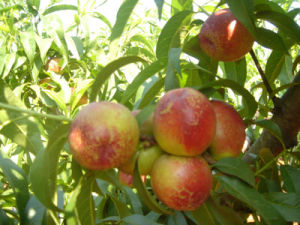 早紅珠油桃