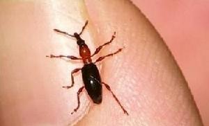 三錐象甲——甘薯小象甲