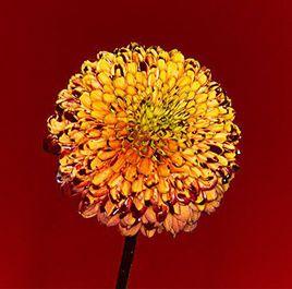 Shape Of Miracle Shape Of Miracle