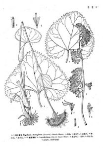 隱舌橐吾 隱舌橐吾