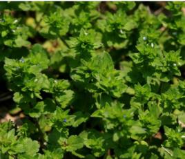 直立婆婆納[中藥]