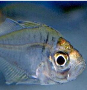 細尾雙邊魚 細尾雙邊魚