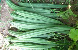 粵優絲瓜 粵優絲瓜