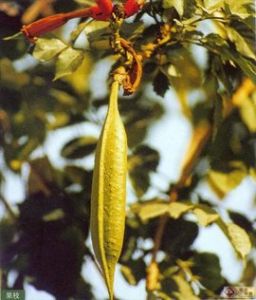 美國凌霄 美國凌霄