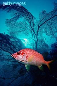 金鱗魚