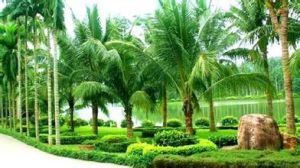 興隆熱帶植物園