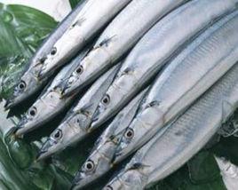 條狀窄顱帶魚 條狀窄顱帶魚